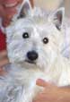photo Westie Eliot